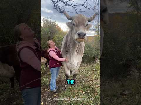 The Giant Bull That Entered the World Record Book ‼️