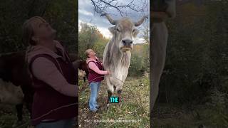 The Giant Bull That Entered the World Record Book ‼️