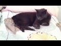 Soft kitty song 
