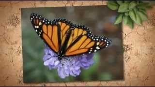 Earth Day Liturgy Video