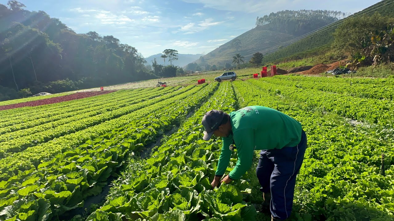 HOJE EU E MINHA FAMÍLIA VIVEMOS EXCLUSIVAMENTE DA PRODUÇÃO DE HORTALIÇAS