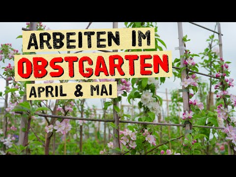 Working in the orchard in April and May - Risk of late frost - Planting - Tips from the nursery p...
