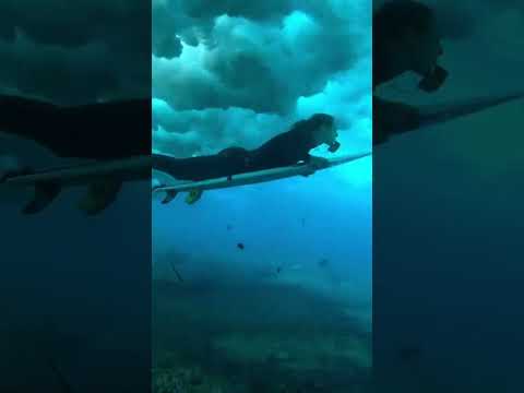 Have you ever wonder how to duck dive while surfing? This is how you can do it 🏄 #RoadToParis2024