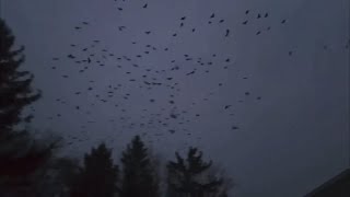 Bring the Crows
