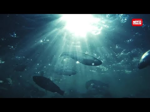 Gullkysten - Hofseth Biocare