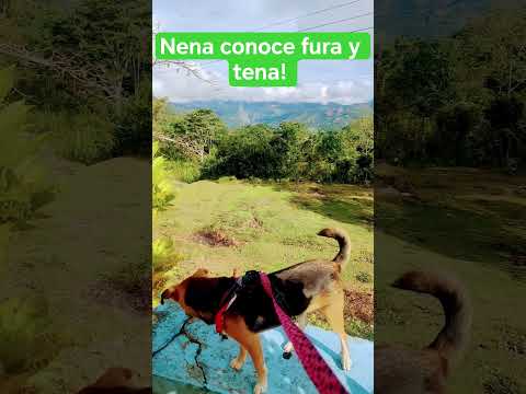 Fura y tena, Pauna Boyacá!