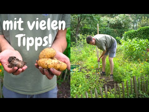 Großer Gartenrundgang September/August mit Ernten