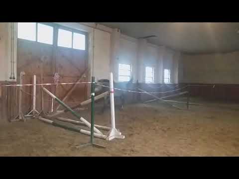 4yo mare Cadensky/Cornet Obolensky