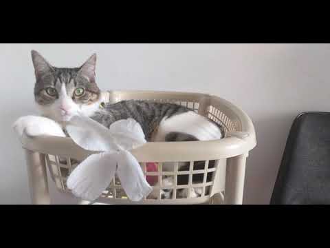 #elsagatuber canción