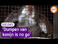 Gedumpte 'coronakonijnen' overleven het niet in het wild