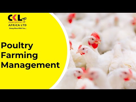 Broiler Farming: Hygiene, Nutrition, and Disease Control