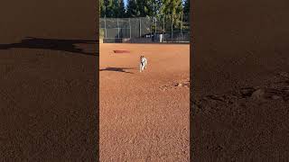 Video preview image #1 German Shorthaired Pointer Puppy For Sale in Menlo Park, CA, USA