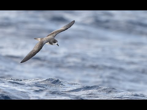 Bermuda Petrel, November 2022, off Castle Harbour, Bermuda