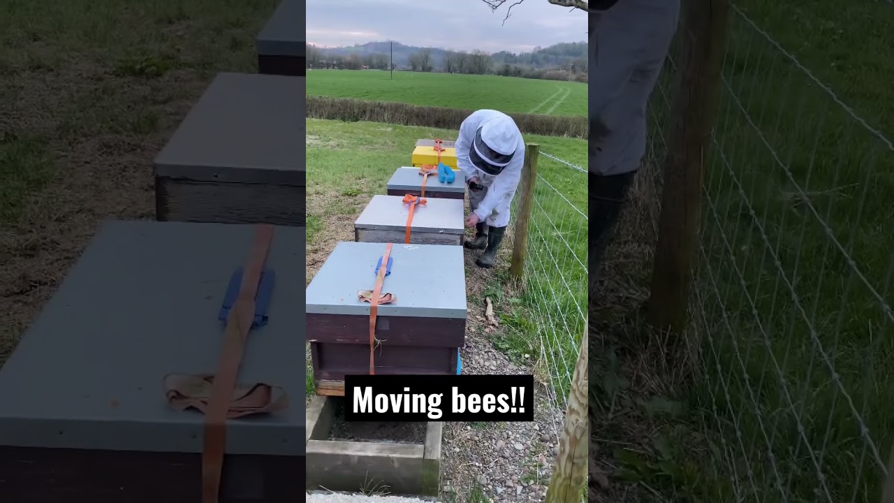 Moving bees to a new apiary! 🐝 #beekeeping #bees #apiary