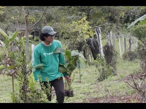 Video monitoring lapangan campaign penanaman kopi Arabika bersama PT Bintang Nusantara Linda.