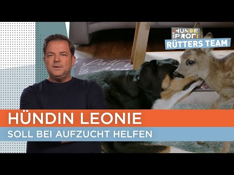 Swiss Mountain Dog has no impulse control 💣 | The Dog Whisperer - Rütter's Team