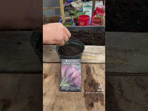 Growing Japanese giant red mustard greens