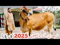 Rana Dairy Farm Pakistan S Top Class Jersey Cow 15 Cows Dairy Cows In Bhalwal Janibest