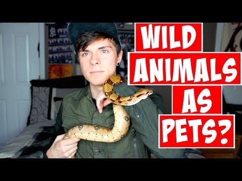 Keeping Wild Caught Animals as Pets?! Good or Bad?