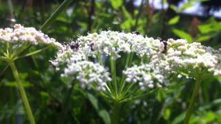 preview picture of video 'Cow Parsley (Anthriscus Sylvestris) - 2012-06-07'