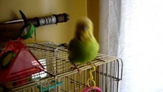 preview picture of video 'BILLY THE MANYAK BUDGIE'