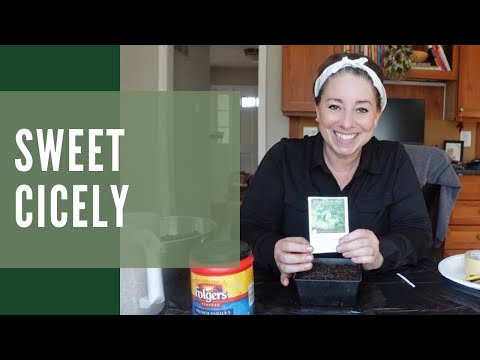 Do you want to learn more about the native plant, Sweet Cicely?