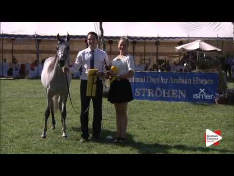 1st Place N.30 HANAYA LABID - Ströhen 2015 C-Show - Junior Colts Championship (Class 16)