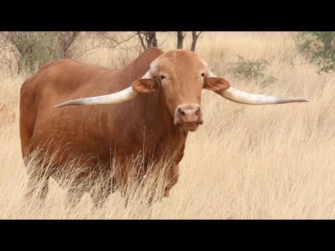 , title : 'Afrikaner Cattle | Sun-Scorched Survivors'