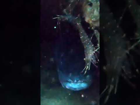 The largest eel on Earth