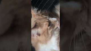 寝るの邪魔されてもこれ見たら許す❤#猫 #可愛い猫
