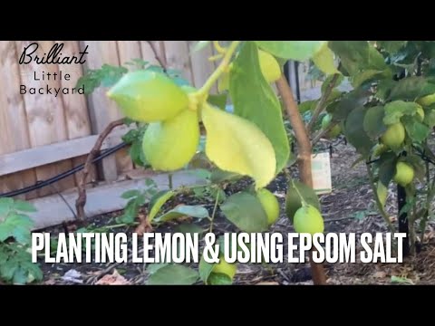 Citrus ... planting and using Epsom Salt