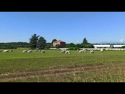 Mucche al pascolo🐃🏞