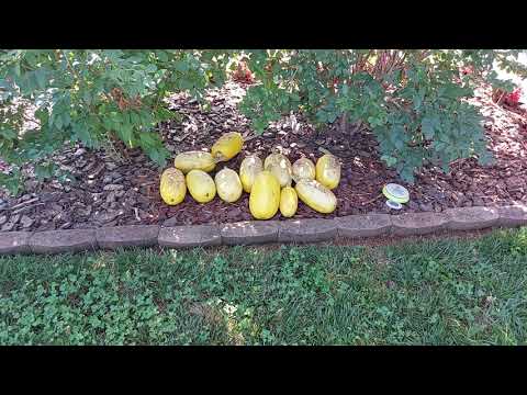 スパゲッティスカッシュ 植物