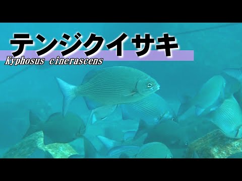 テンジクイサキ
