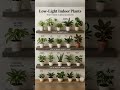 Top Low Light Indoor Plants Perfect For Dark Corners