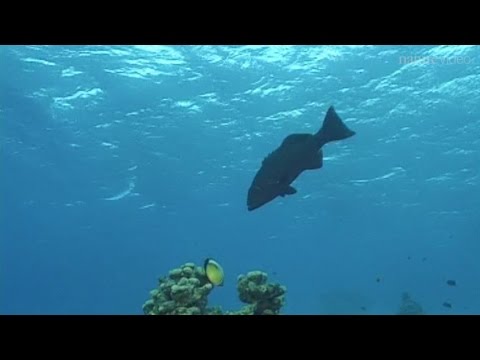 Clever Fish: Cooperation on the reef