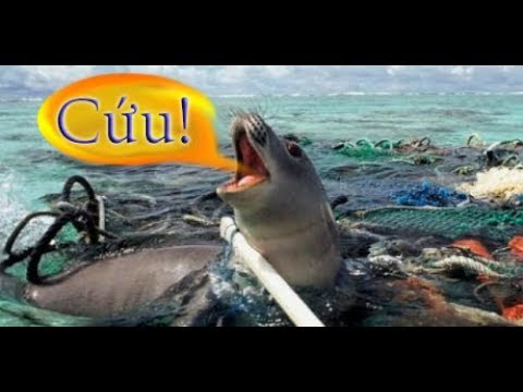 Thái Bình Dương - Nâng Cao Ý Thức Về Ô Nhiễm Môi Trường