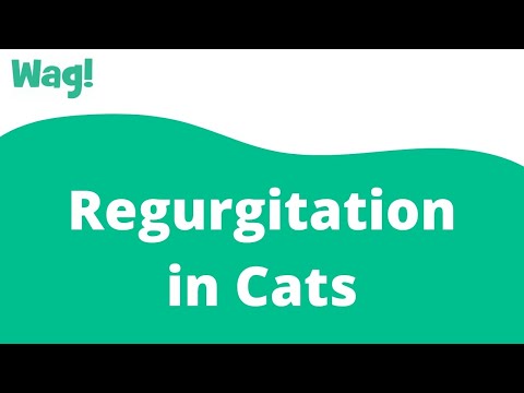Regurgitation in Cats | Wag!
