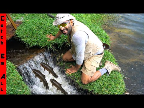 BUILDING a FISH STOPPING WATERFALL to STOP Invasive CATFISH! **Blue Gil Bait Farm**