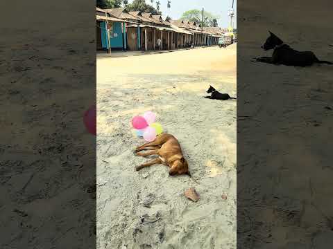 New tinding dog funny video #funny #lifeisbutadream #comedy #duck #pets #cutedog #animals