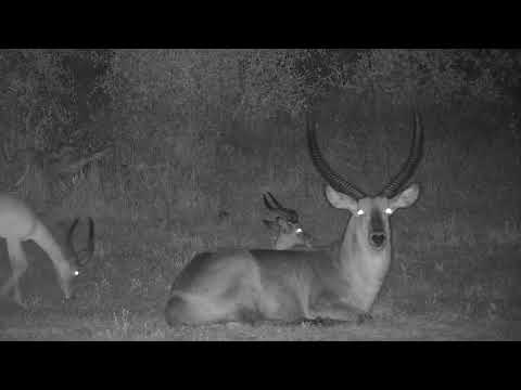 Djuma: Waterbuck bull and Impala rams-look at the size difference - 19:11 - 11/10/21