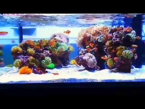 2015-10/01....New reef tank 80*80*35