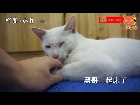 смешные видео про кошек , собак и животных | funny videos about cats 73  #cat #animals #funnycats