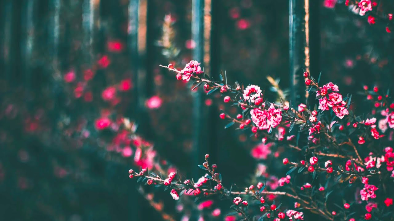 What the Enemy Fears Most About Prayer - C.S. Lewis