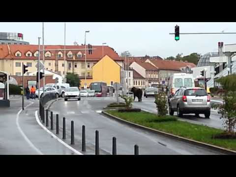 Pobegli bik iz TMI Košaki Maribor