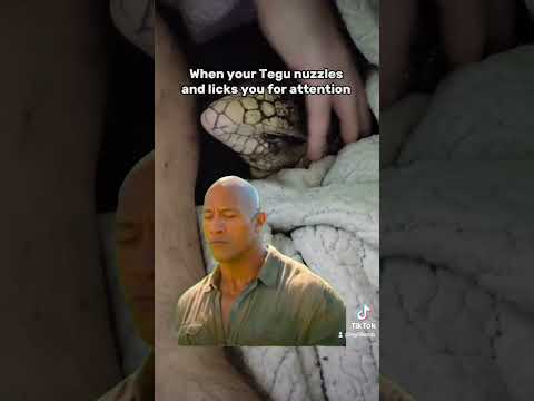 He is so sweet I get emotional #reptile #lizard #pet #tegu #cute #dontcry  #toocute #emotional