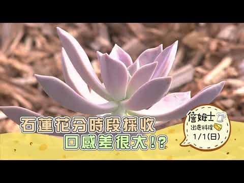 石蓮花 風水