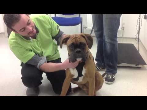 Kennel Cough in Dog
