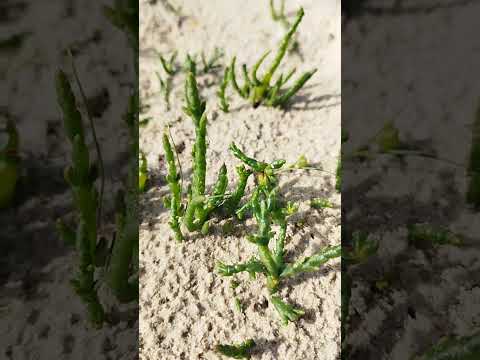 Europäischer Queller (Salicornia europaea): Pionier der Salzwiesen