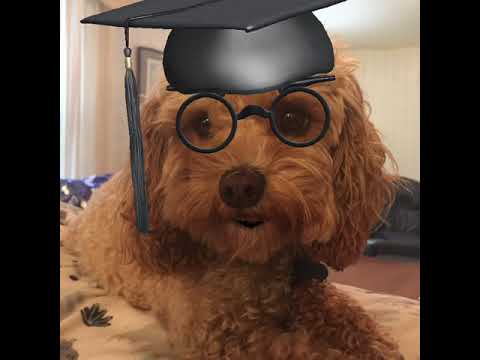 2-Wagishly Witty Words by Tucker the Dog-Multitasking #short